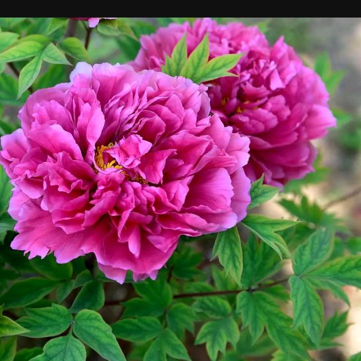 专业贴瓷砖的小姐姐