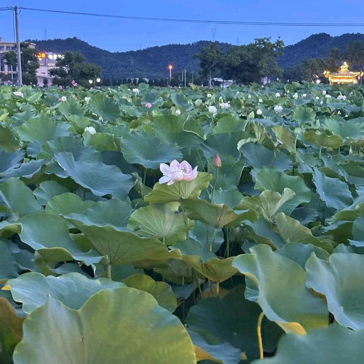 玫瑰🌹🌹花开