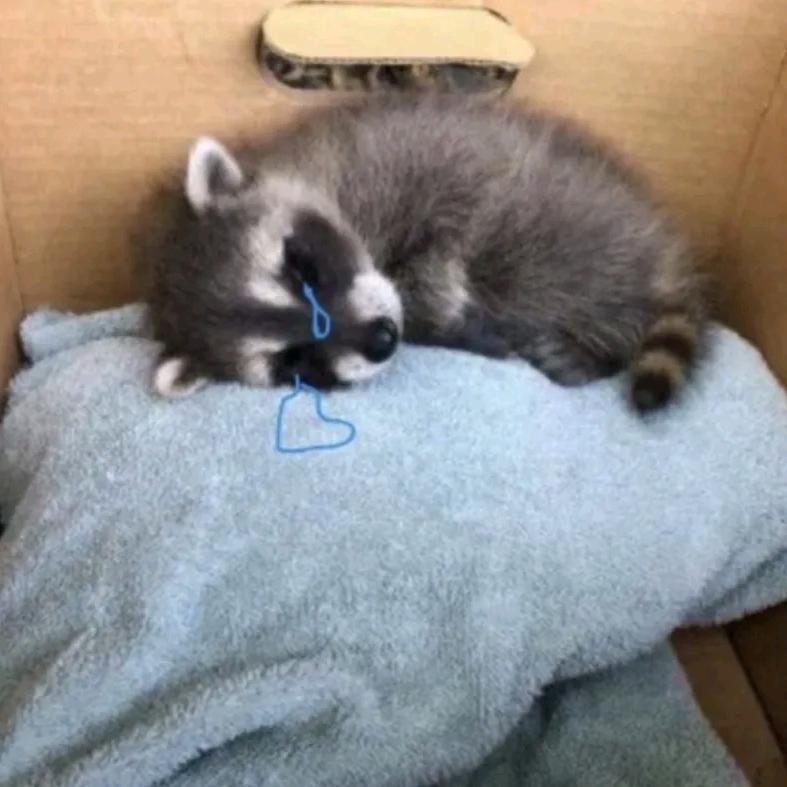 aoo