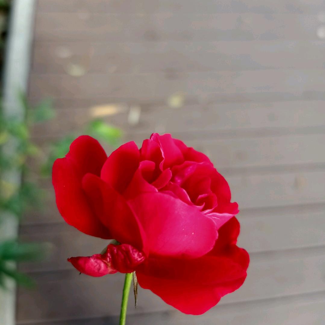 黑马赤子