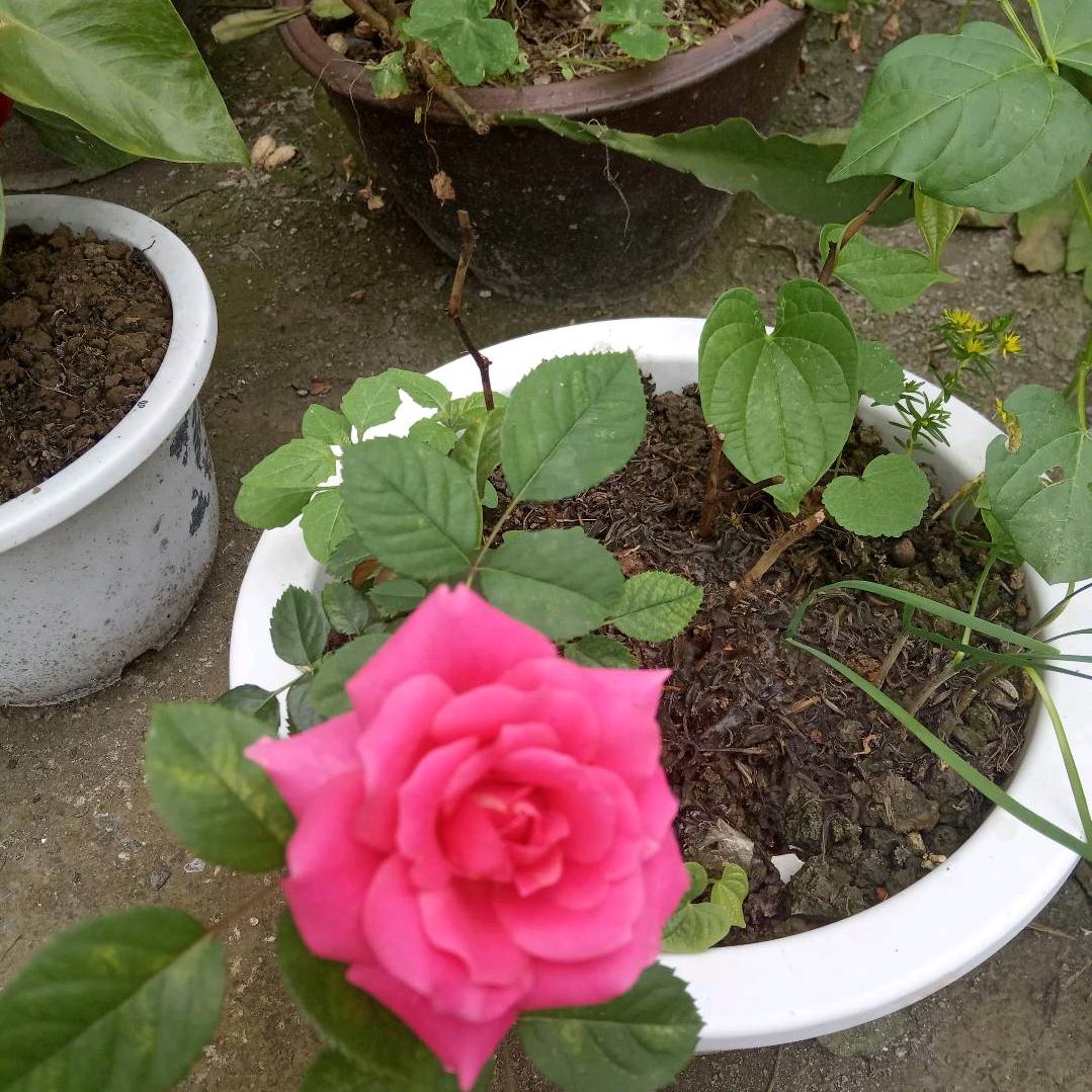 燕子，冻货干杂店