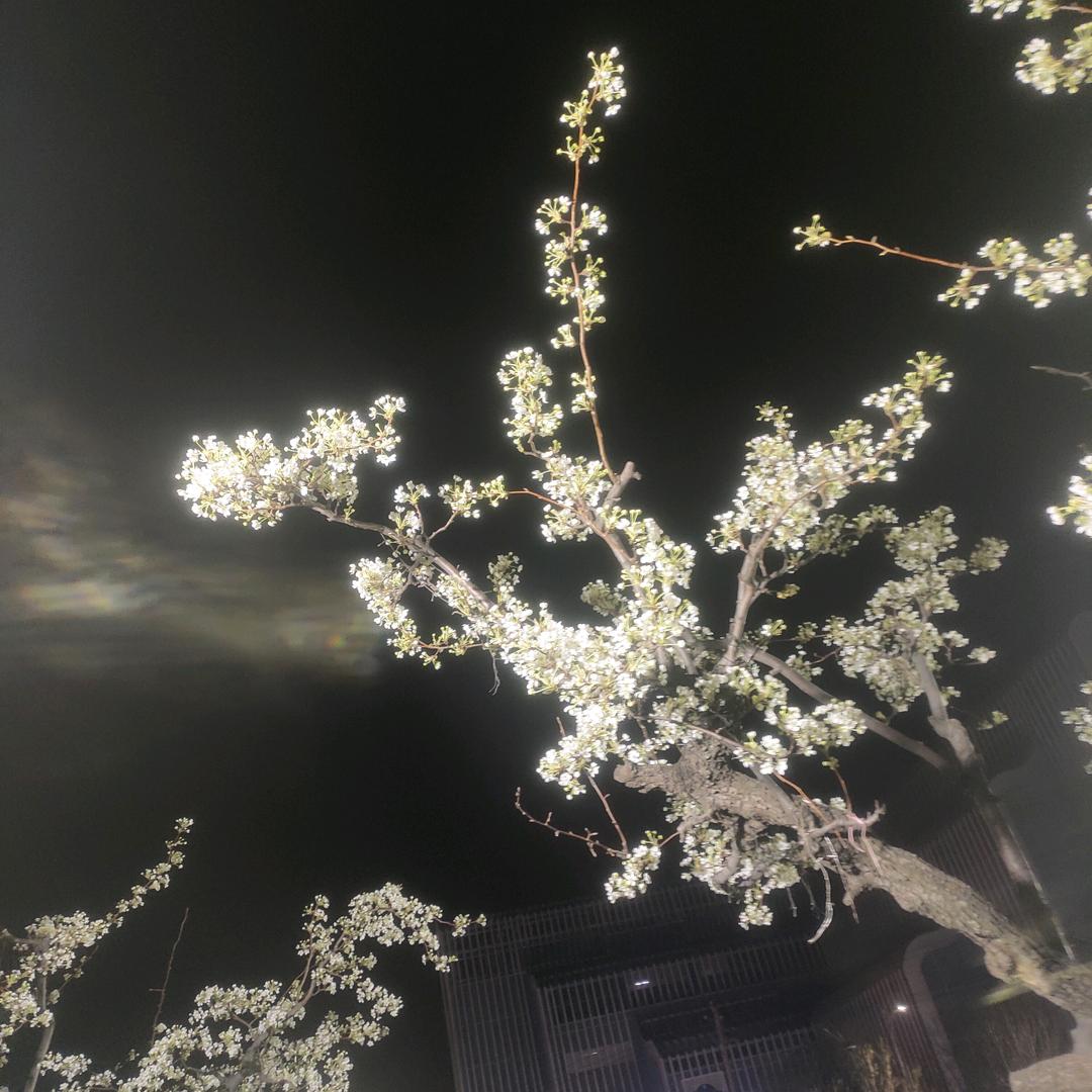乌拉拉