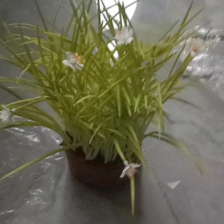 倩姐《单调美》