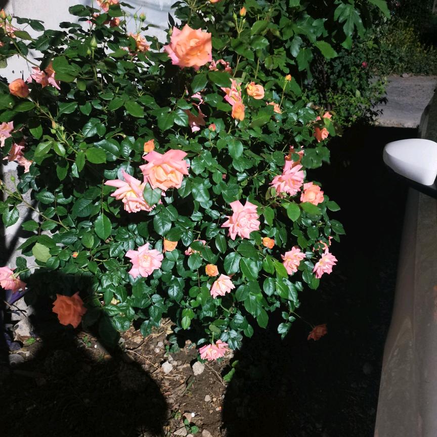 妮子铁粉