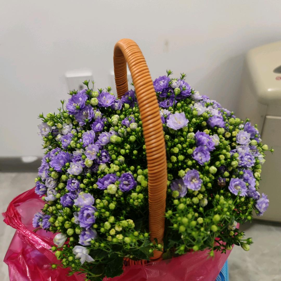 刘艳