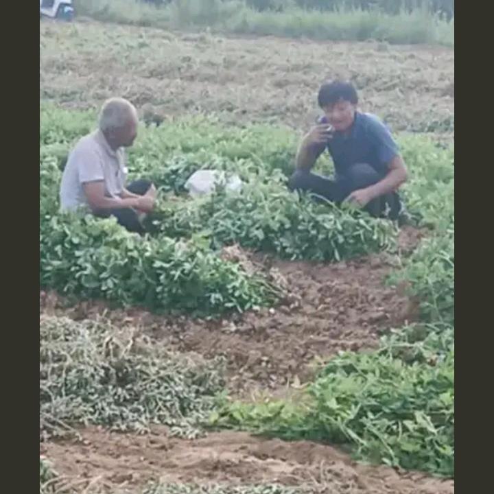 高总卖黄土