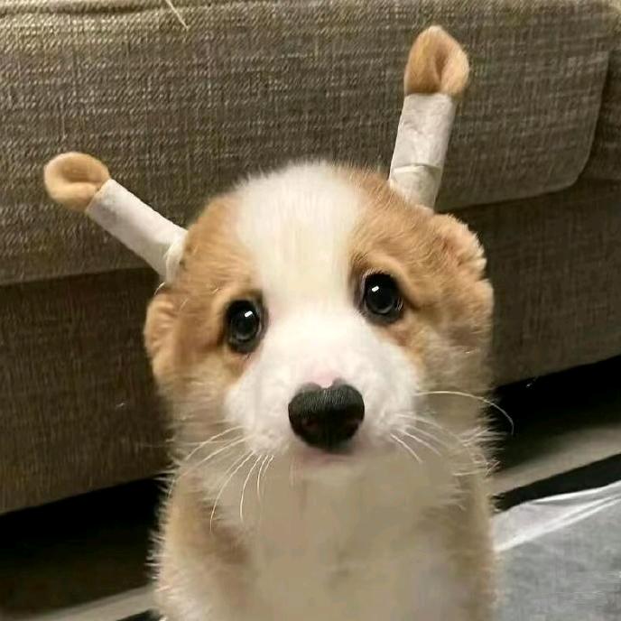 小笨鸡蛋