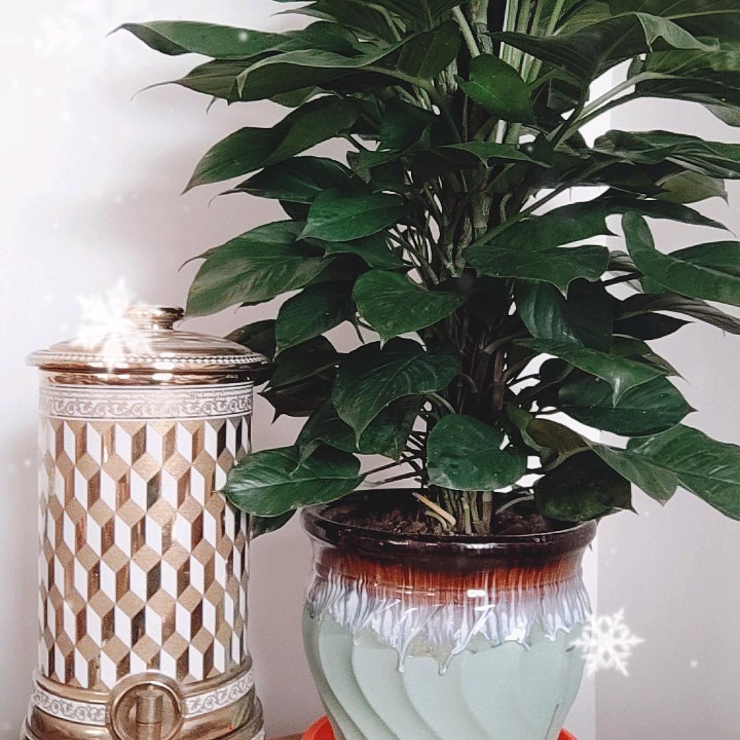 老黑(出口木厢，托盘)