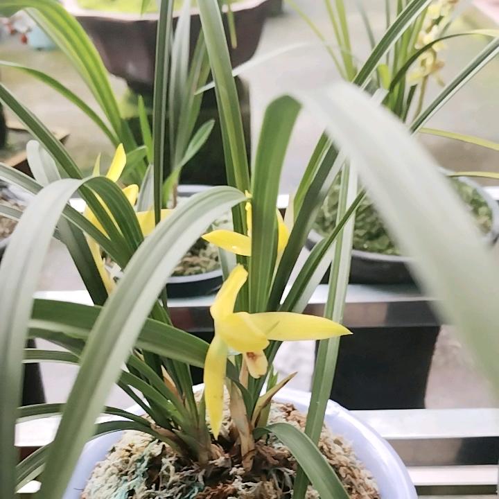 淡忘流年