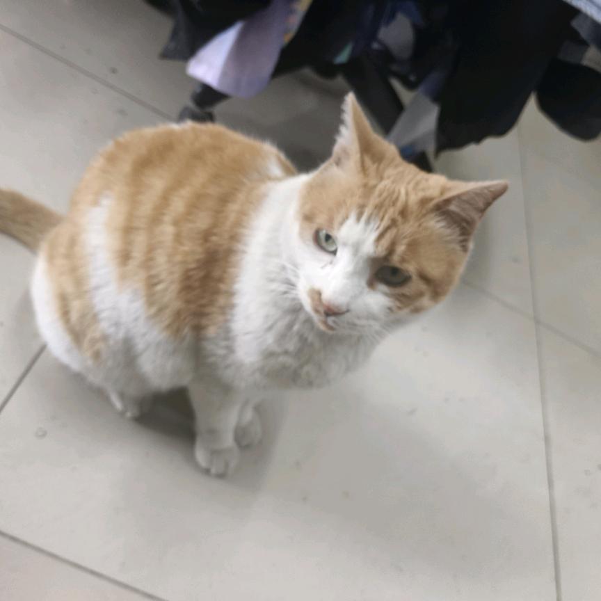 小黑子