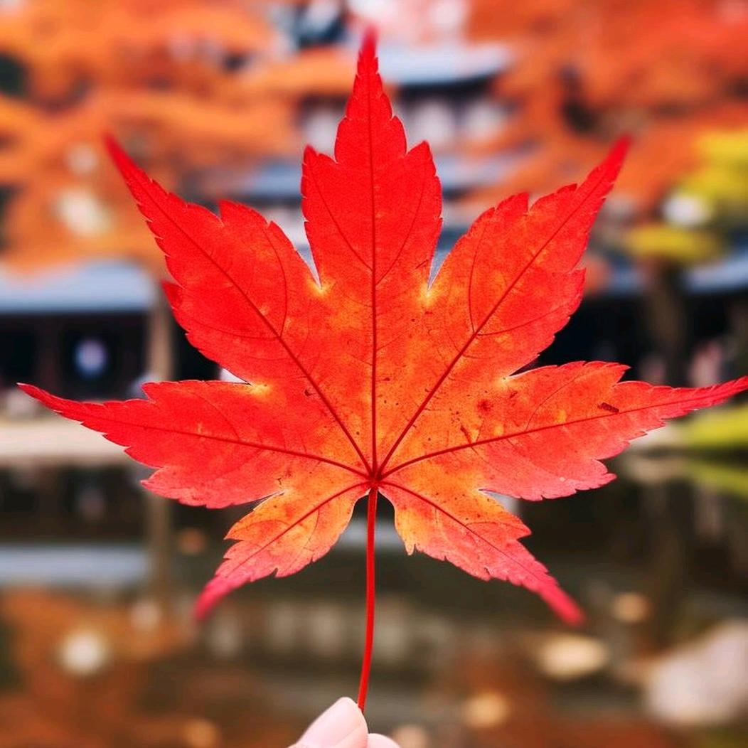 枫叶🍁