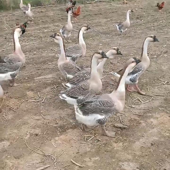 ..大爆头..