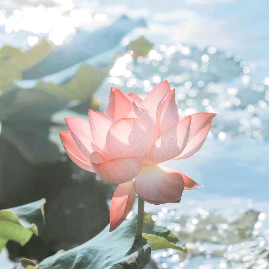 气泡水