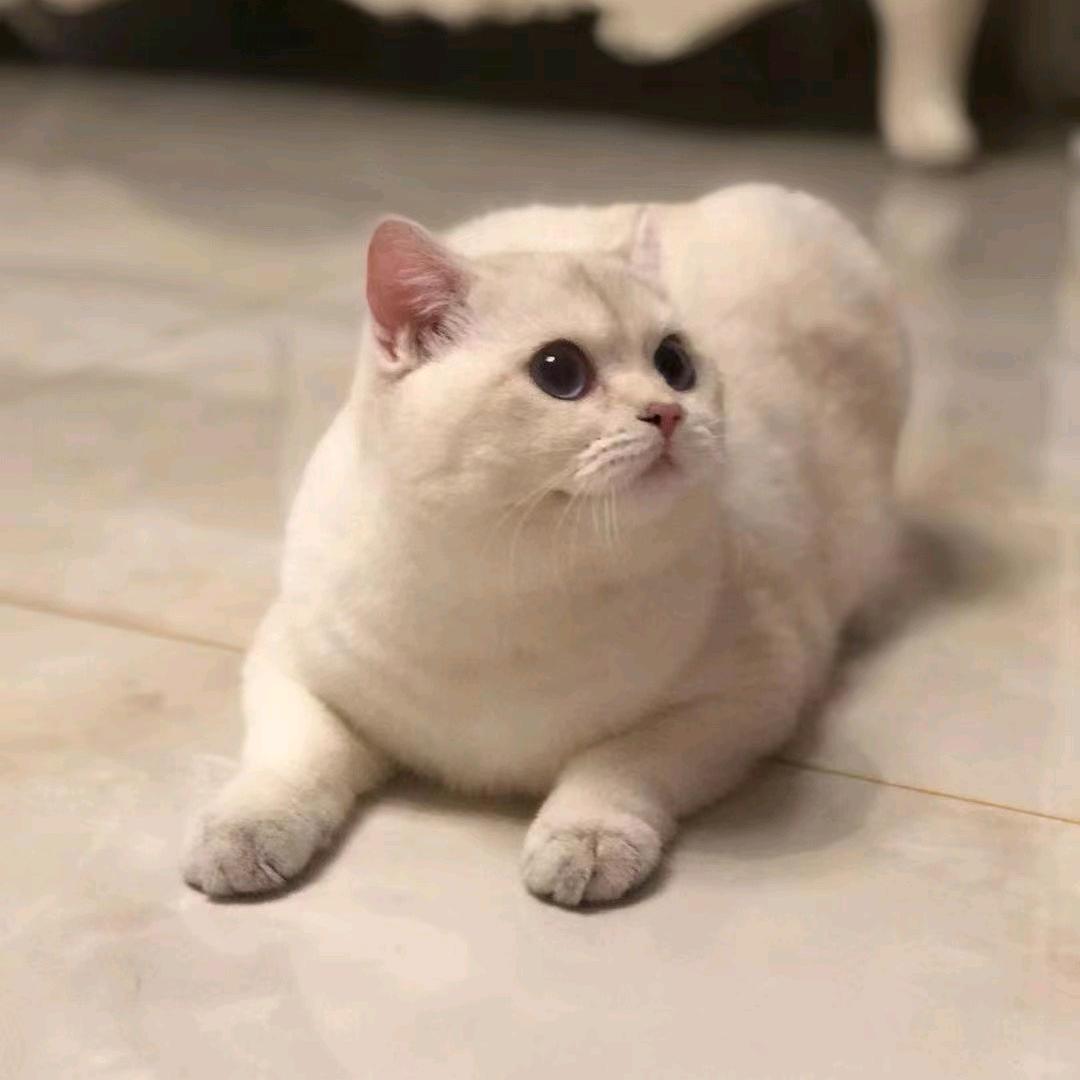 🐱友家猫舍🐱