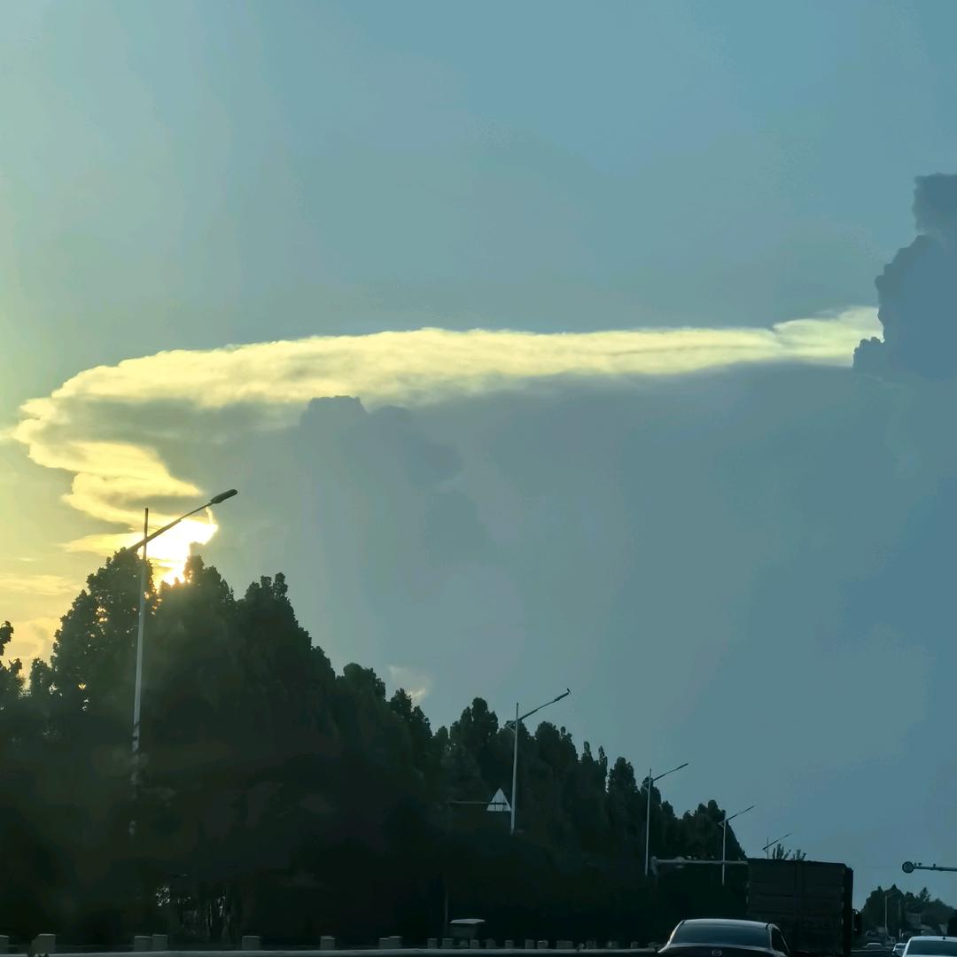 爱吃香菜的球球