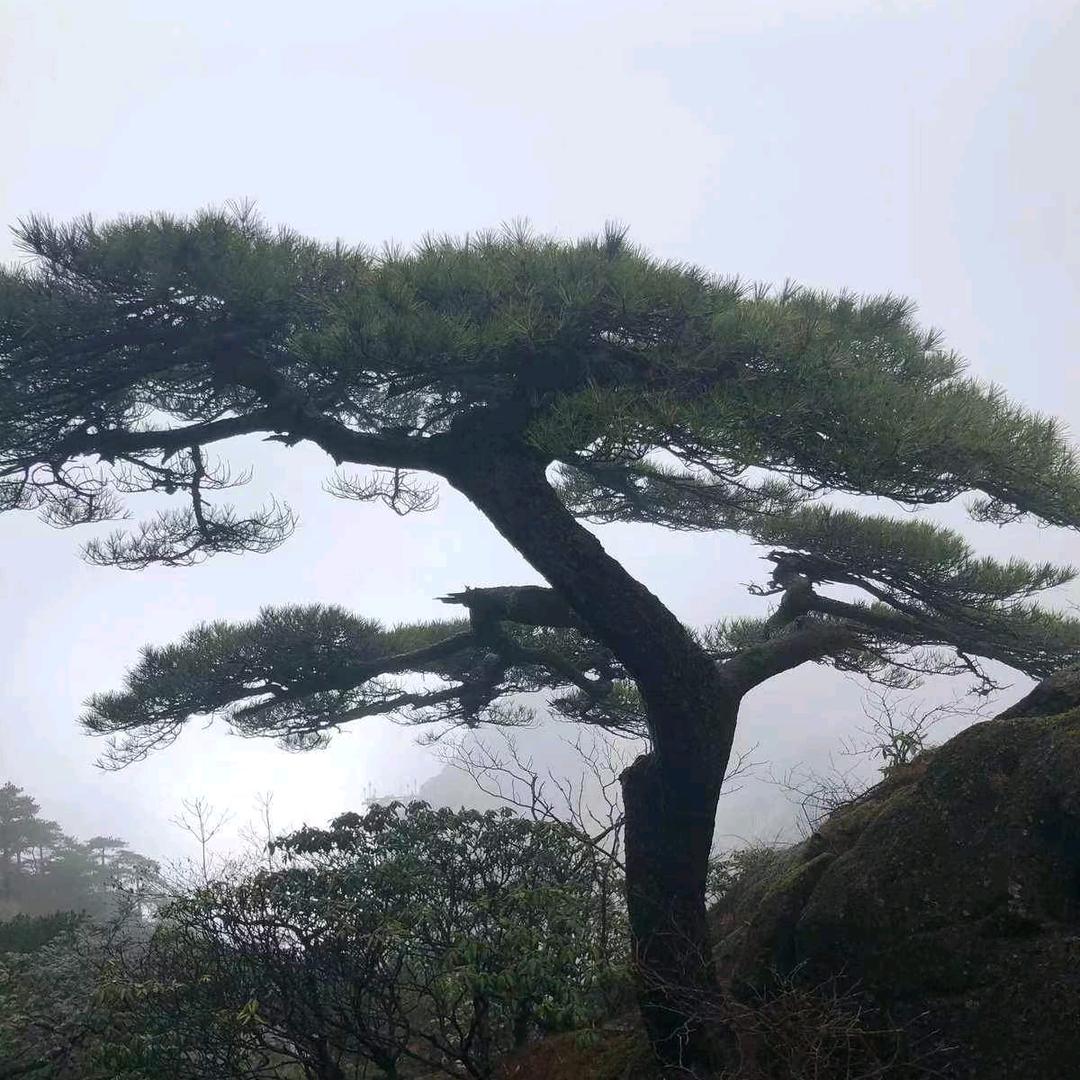 胖嫂短剧