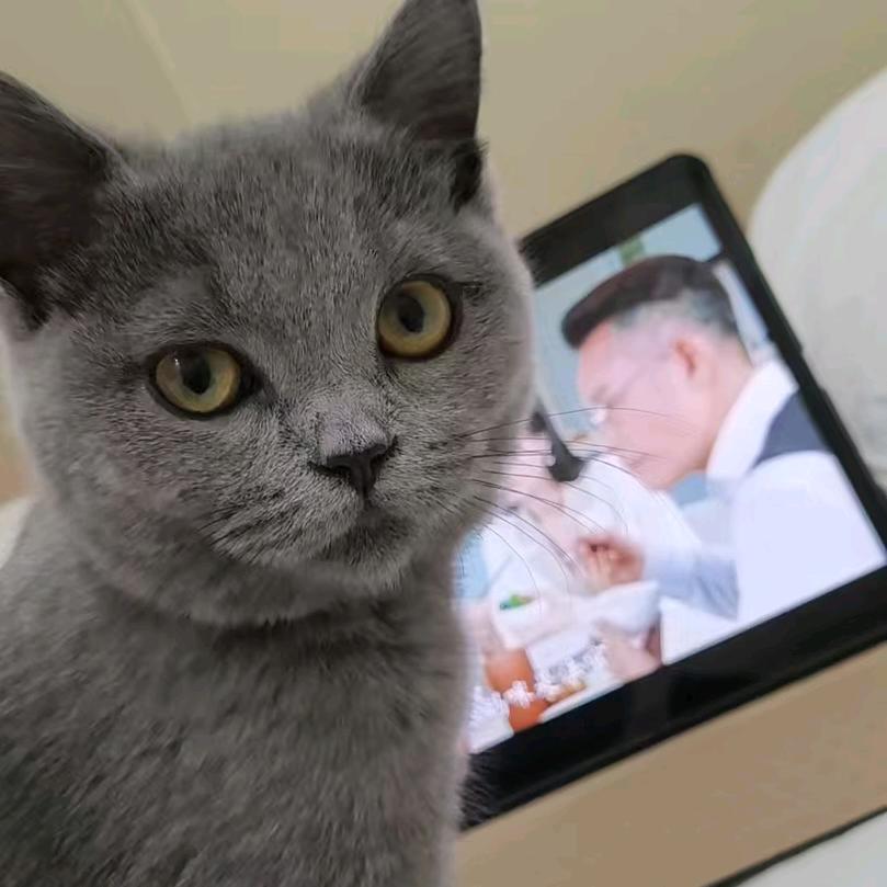 @巧克力是只猫咪