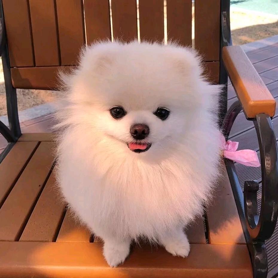 虎哥博美茶杯犬