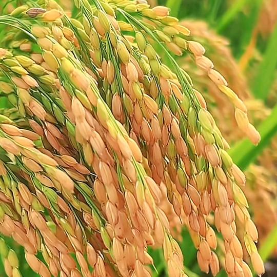 家有三宝19974424427