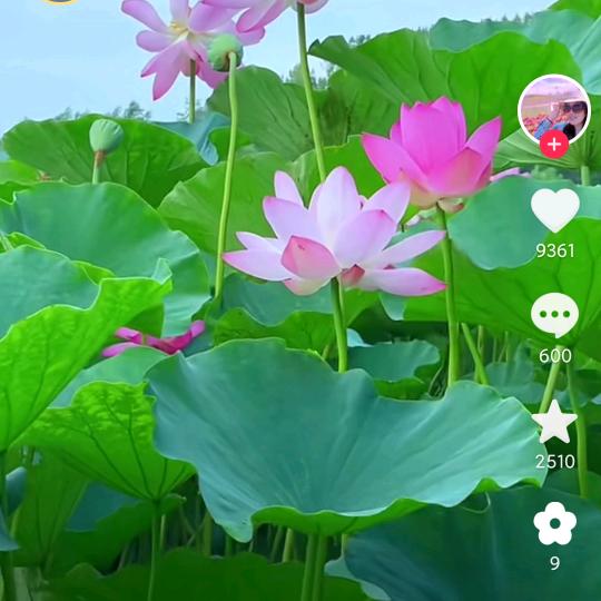 李苏玲