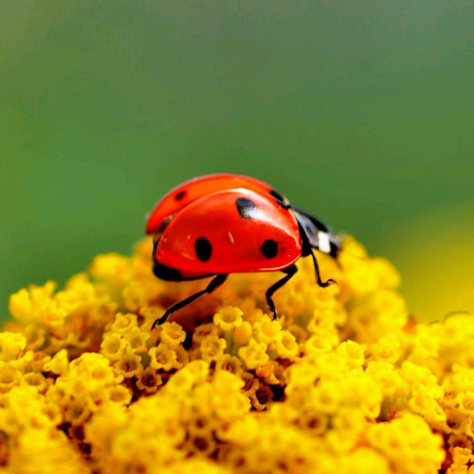 🐞小包车