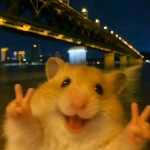 鼠鼠