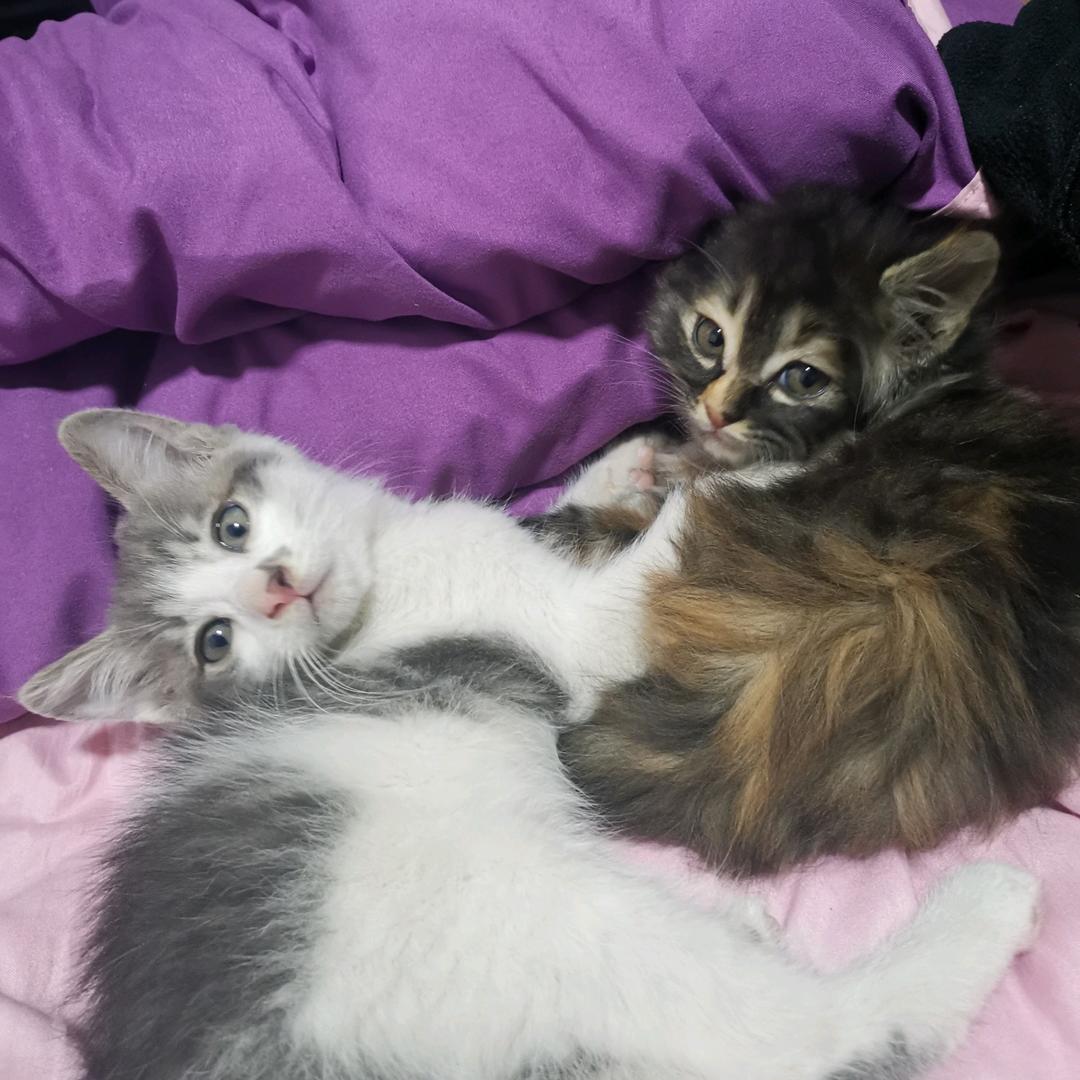 暴富解忧猫咪叫