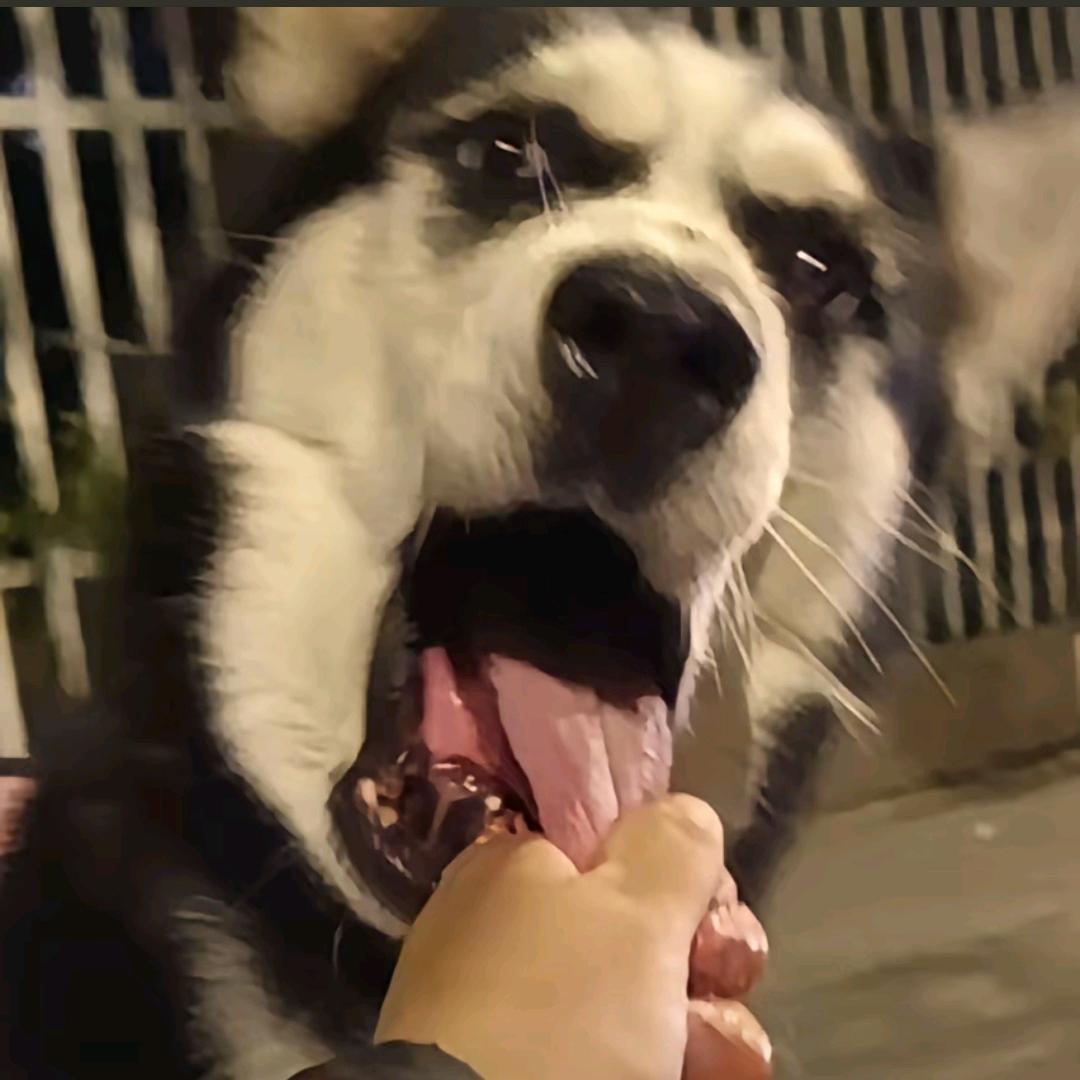 丸籽坨