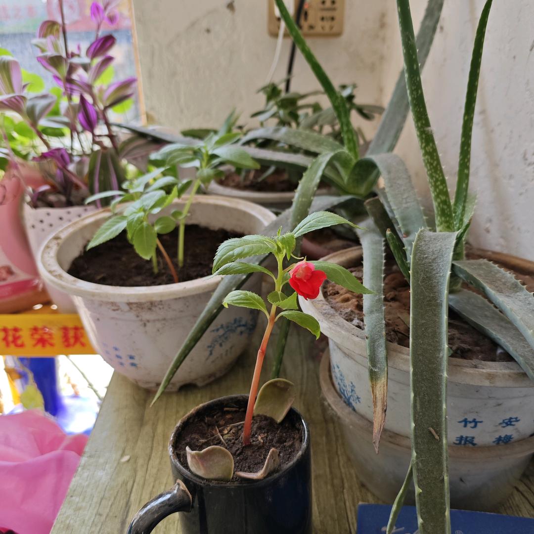 随心所欲
