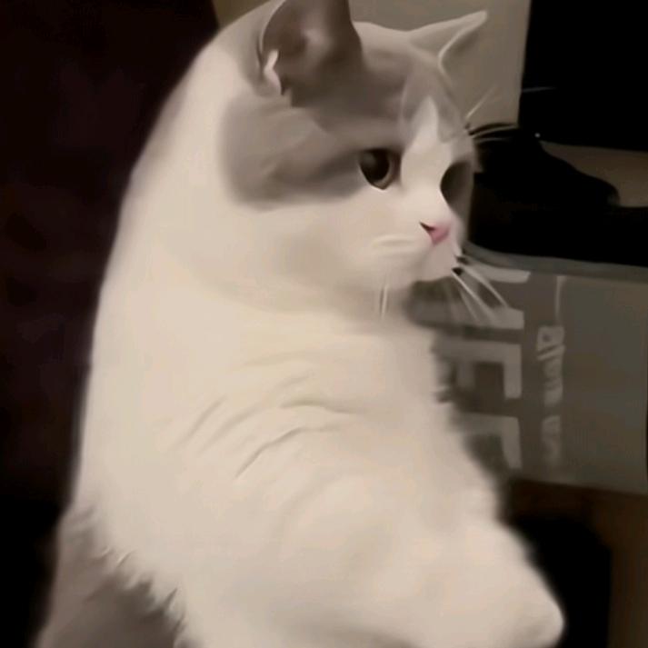 এ᭄喵ོ