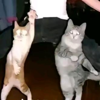 嘎纳大！