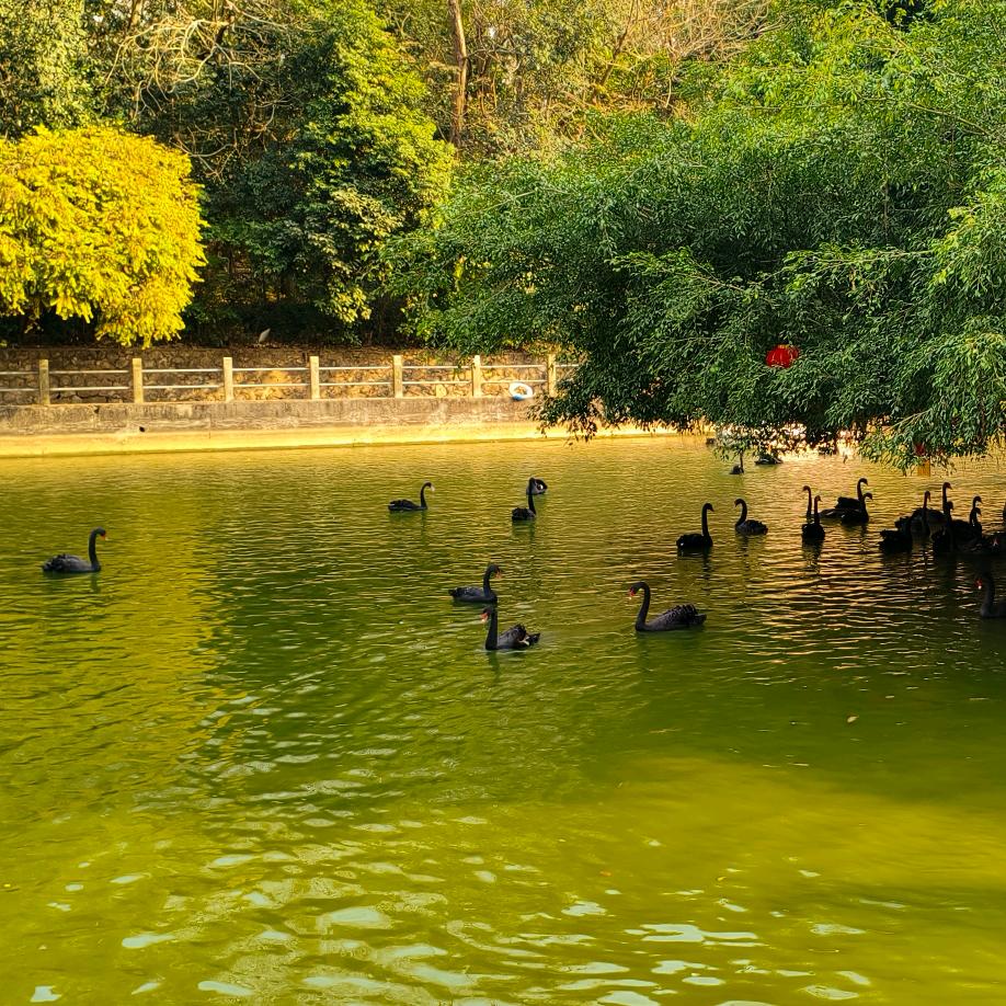 土豆日记🦢