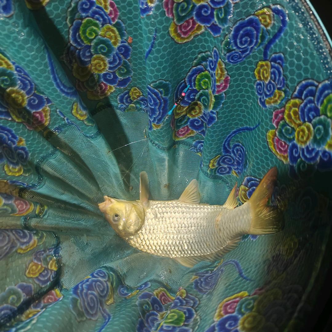 𓆡 𓆜 𓆝 𓆞 𓆟𓆝𓆟𓆜