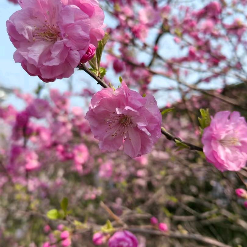 陪读妈妈的生活