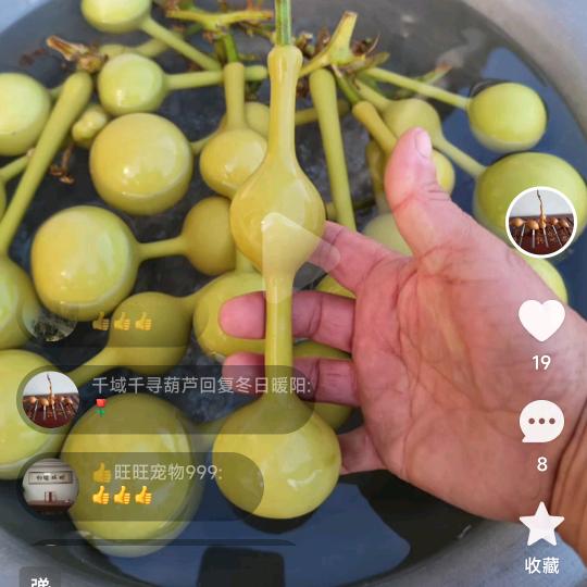 东哥葫芦