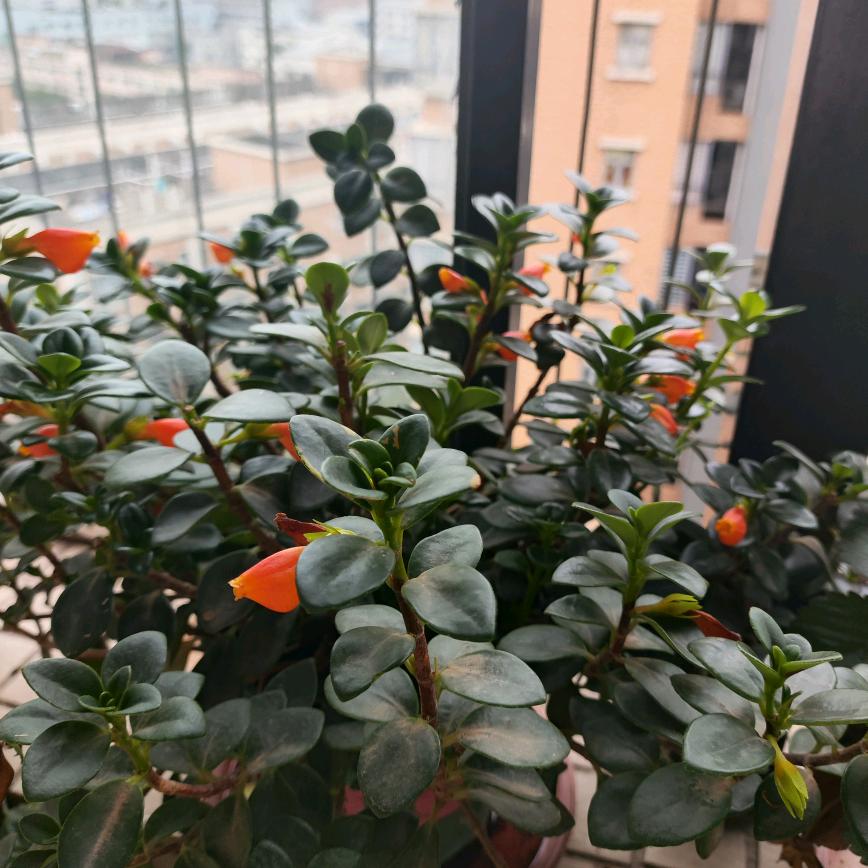 幸福像花儿一样