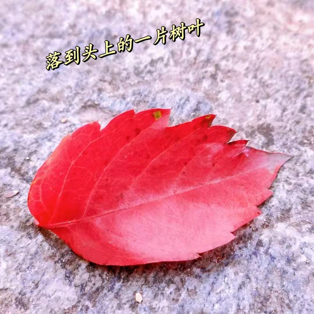 一片树叶