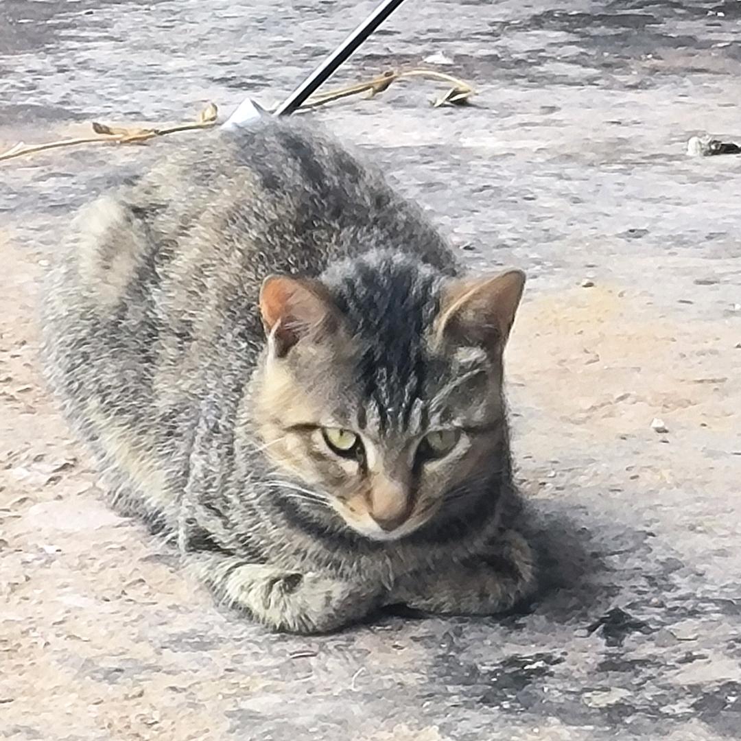 秦风