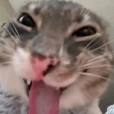 真丶马桶盖