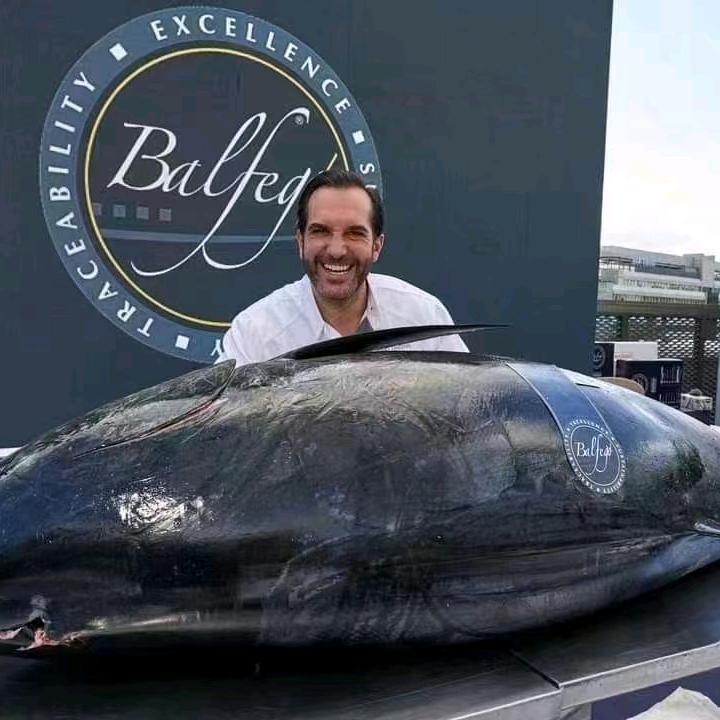 西班牙蓝鳍批发