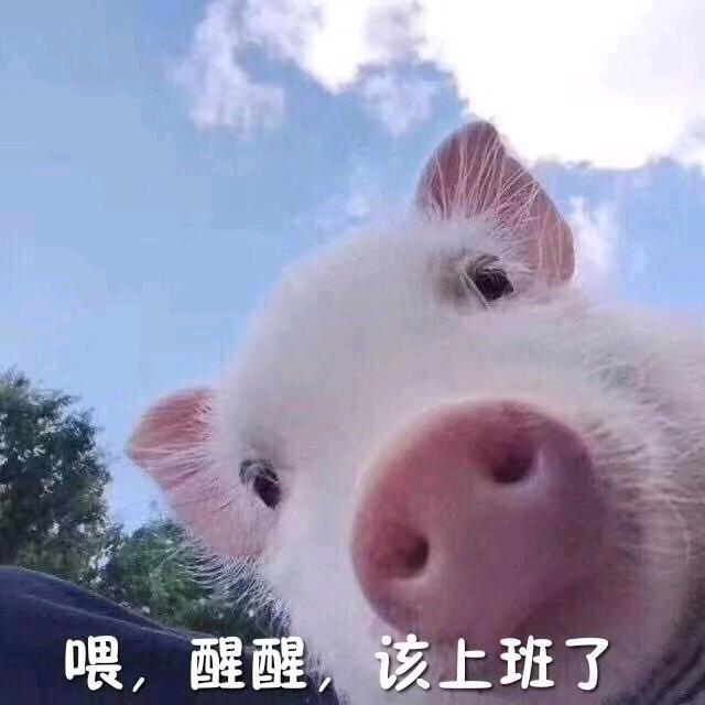 不错的二货