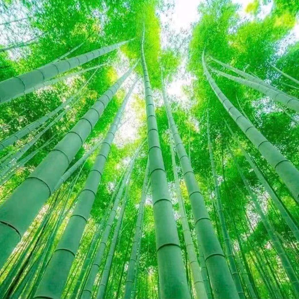 两颗⭐️⭐️