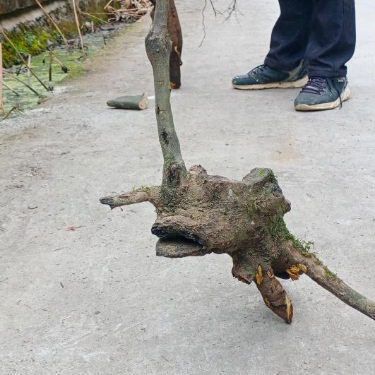 唐永义