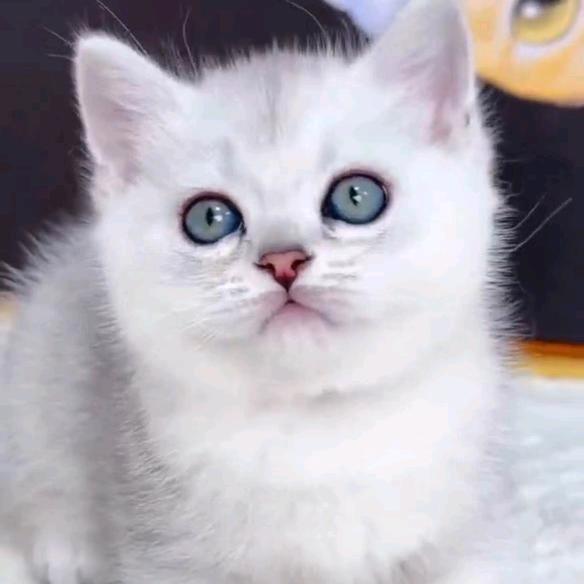 喵喵是只猫、
