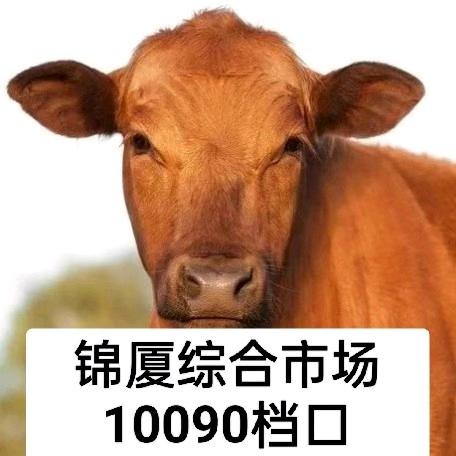 牛大爹，牛肉批发长安锦厦市场10091档