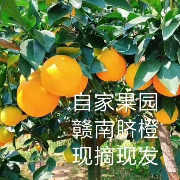 农家橙妹子
