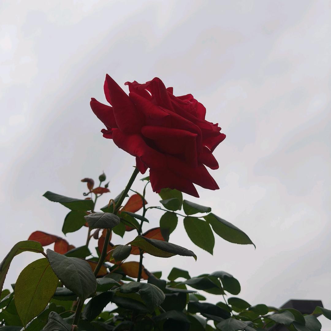 晴(*˘︶˘*).｡.:*♡☀️