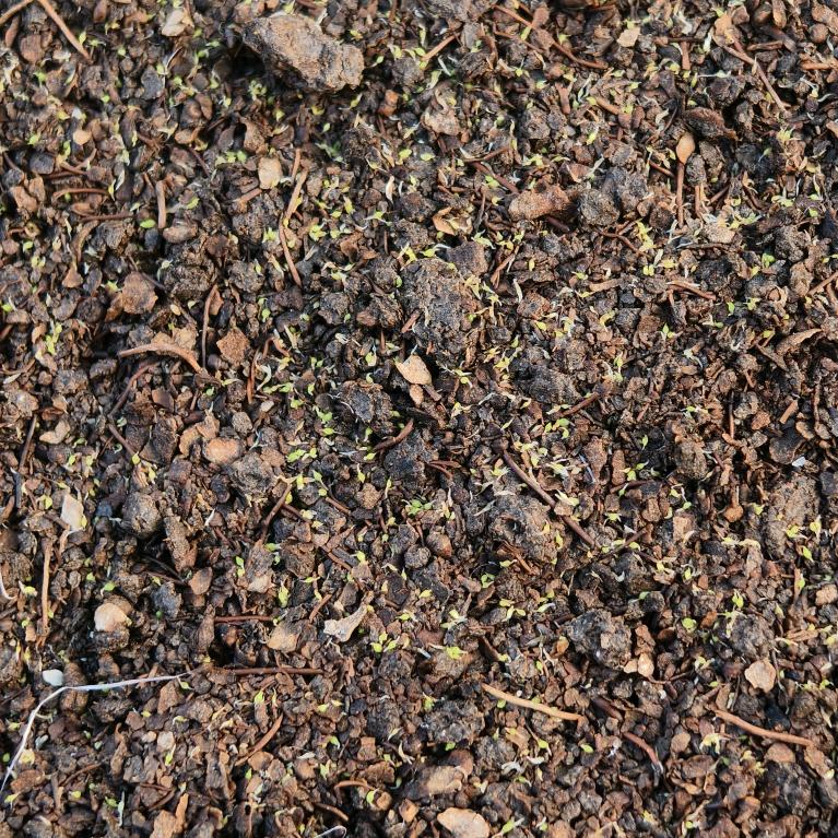 王者（白芨育苗）