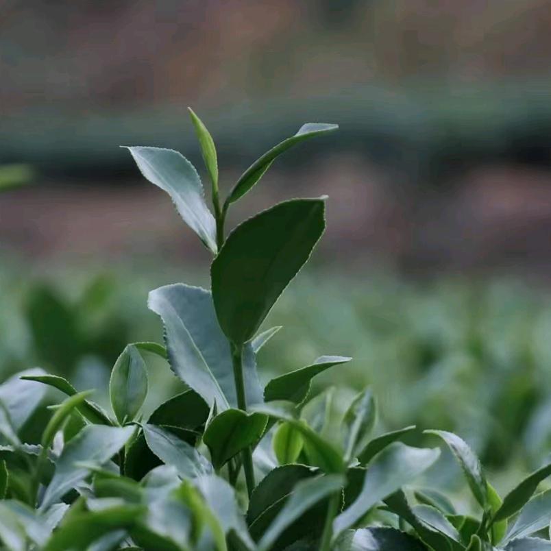 一杯春茶厂
