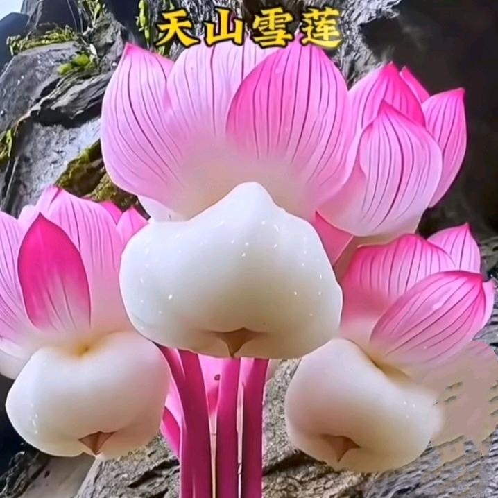 花开向阳！